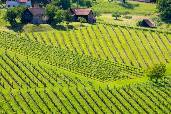 Vignoble Frontière Slovène Autrichienne Styrie — Photo