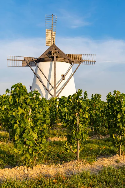Виноградник Рядом Windmill Retz Нижняя Австрия Австрия — стоковое фото