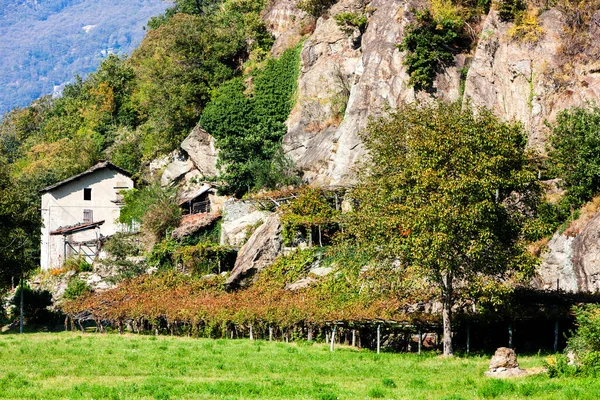 Vineyard Valle Aosta Italy — Stock Photo, Image