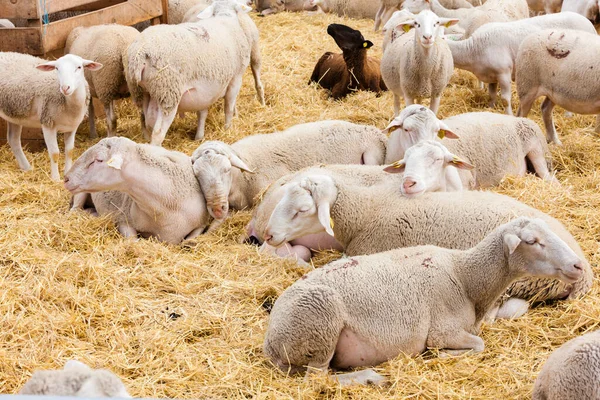 Schafe Auf Dem Bauernhof Provance Frankreich — Stockfoto