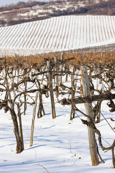 Vignobles Près Sarospatak Région Tokaj Hongrie — Photo