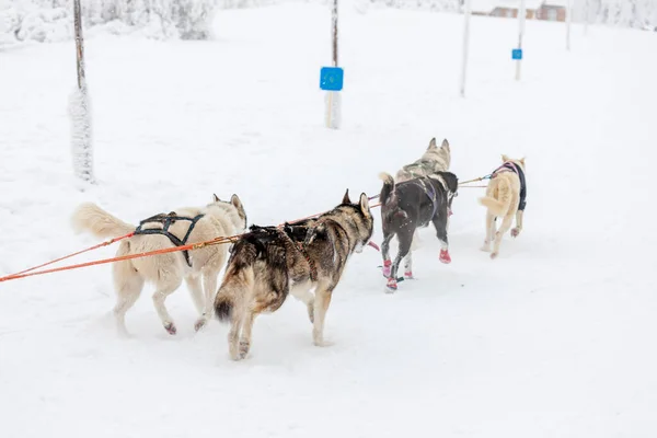 Sledge Dogging Sedivacek Long Czech Republic — Stock Photo, Image