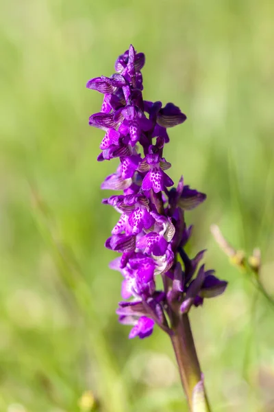 Bloeiende Weide Met Orchideeënnabij Dorp Vernasca Italië — Stockfoto