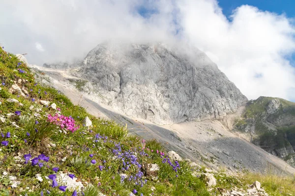 Fjällflora Nära Mangart Triglav Nationalpark Julian Alps Slovenien — Stockfoto