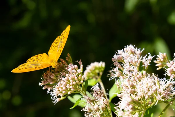 Silvertvättad Fritillary Fjäril Naturlig Miljö Nationalpark Slovensky Raj Slovakien — Stockfoto