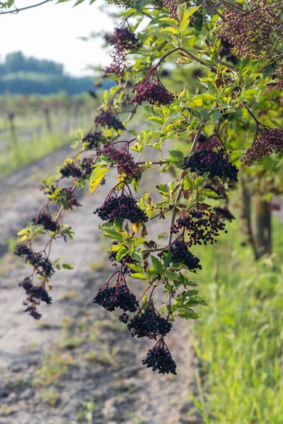 elderberry orchard in central Hungary