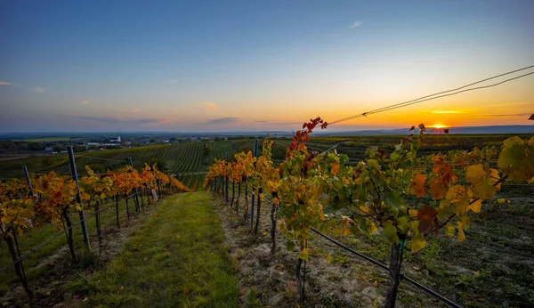 Winnica Pobliżu Unterretzbach Regionie Weinviertel Dolna Austria Austria — Zdjęcie stockowe
