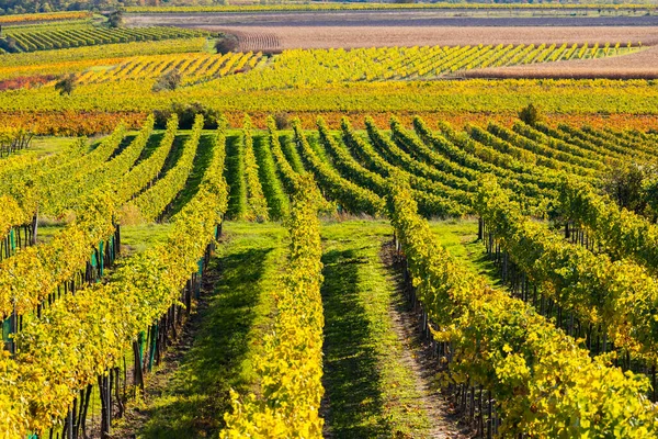 Herbstweinberg Bei Langenlois Niederösterreich Österreich — Stockfoto