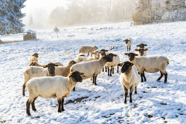 Sheep Orlicke Hory Eastern Bohemia Czech Republic — Stock Photo, Image