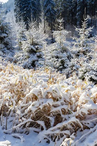 Kışın Orlicke Dağları Çek Cumhuriyeti — Stok fotoğraf