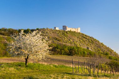 Pavlov yakınlarındaki bahar manzarası Palava, Güney Moravya, Çek Cumhuriyeti 'nde Devicky kalıntıları ile