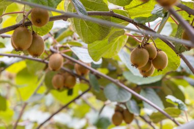 Orta İtalya, Marche 'da kivili meyve bahçesi