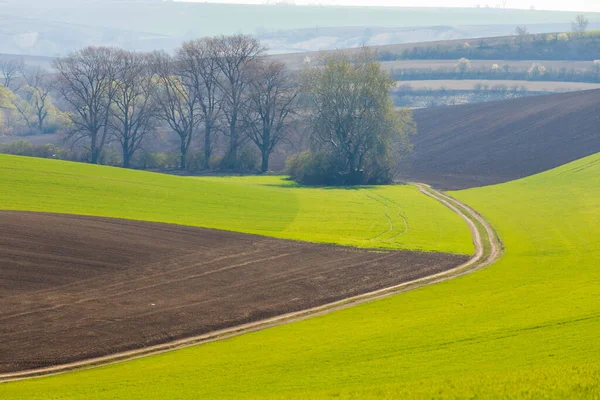 Paesaggio Primaverile Vicino Velke Bilovice Moravia Meridionale — Foto Stock