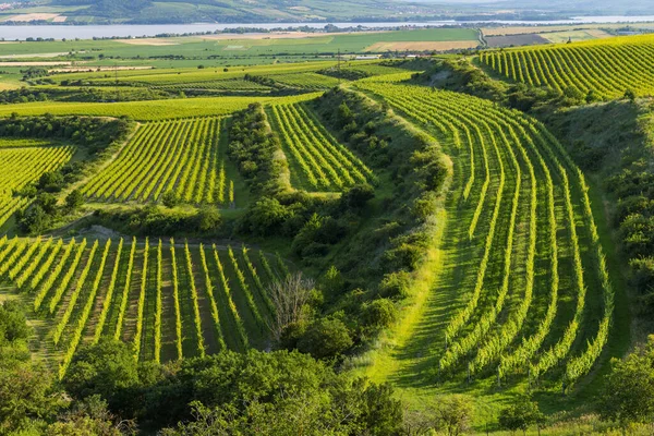 Vinhedos Perto Reservatório Nove Mlyny Com Palava Morávia Sul República — Fotografia de Stock