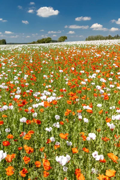 Campo Papavero Vysoocina Vicino Zdar Nad Sazavou Repubblica Ceca — Foto Stock