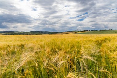 Çavdar ekimi hasat zamanından hemen önce, Batı Bohemya, Çek Cumhuriyeti
