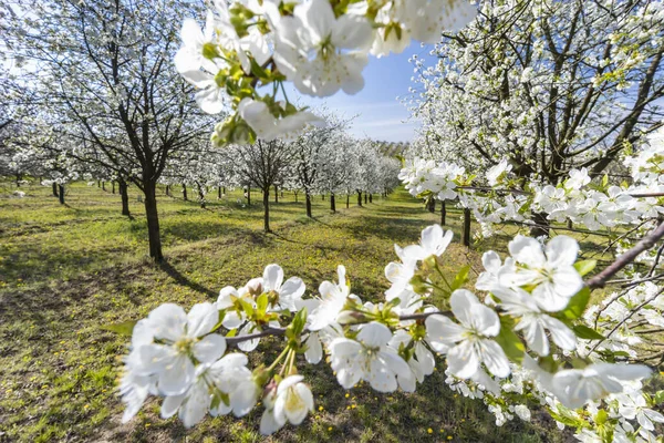 チェコ共和国南モラヴィアのケヤコヴィツェ近くの桜の果樹園 — ストック写真