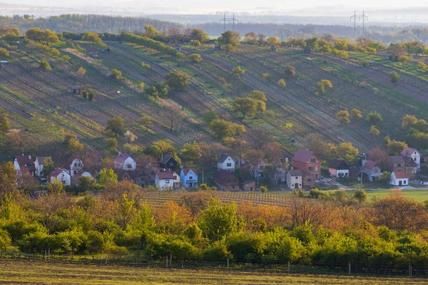 Viña Primavera Cerca Mutenice Moravia Del Sur República Checa — Foto de Stock