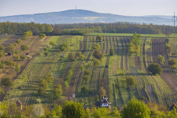 Frühlingsweinberg Bei Mutenice Südmähren Tschechische Republik — Stockfoto