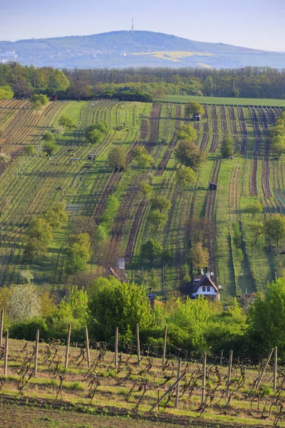 Viña Primavera Cerca Mutenice Moravia Del Sur República Checa —  Fotos de Stock