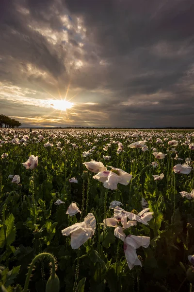 Campo Com Papoilas Pouco Antes Tempestade — Fotografia de Stock