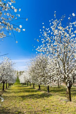 Cejkovice, Güney Moravya, Çek Cumhuriyeti yakınlarında çiçek açan kiraz bahçesi