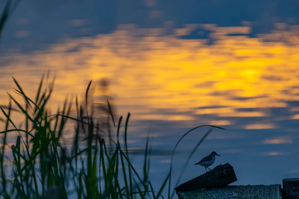 Západ Slunce Přírodní Rezervaci Rezabinec Jižních Čechách — Stock fotografie