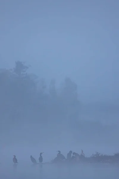 Morgondimma Naturreservatet Rezabinec Södra Böhmen Tjeckien — Stockfoto