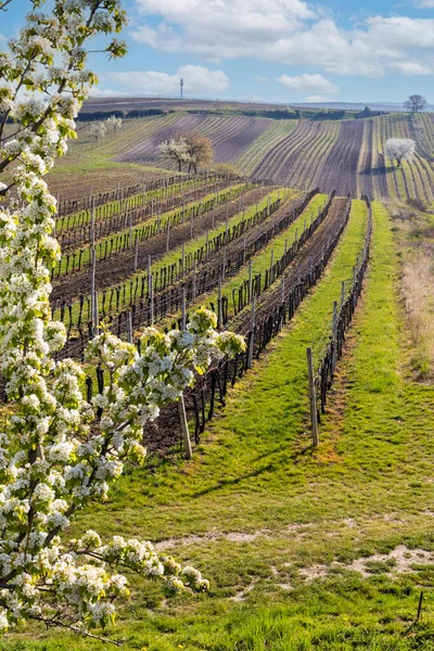 Virágzó Cseresznye Szőlőültetvénnyel Cejkovice Közelében Dél Morvaország Csehország — Stock Fotó