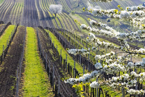 Blommande Körsbär Med Vingård Nära Cejkovice Södra Mähren Tjeckien — Stockfoto