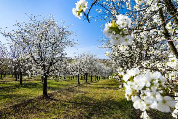 Huerto Cerezos Con Flores Cerca Cejkovice Moravia Del Sur República — Foto de Stock