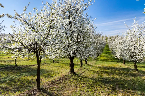 Flowering Cherry Orchard Cejkovice Southern Moravia Czech Republic — Stock Photo, Image