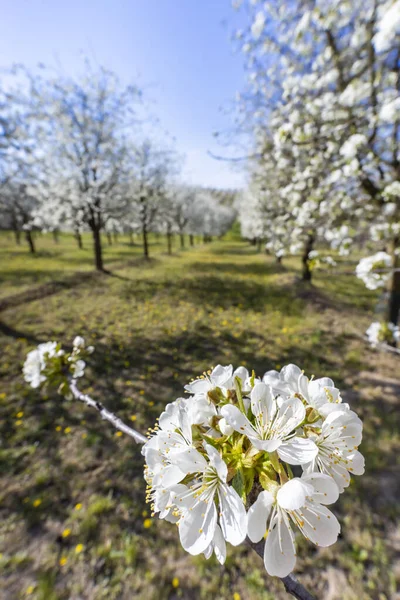 チェコ共和国南モラヴィアのケヤコヴィツェ近くの桜の果樹園 — ストック写真