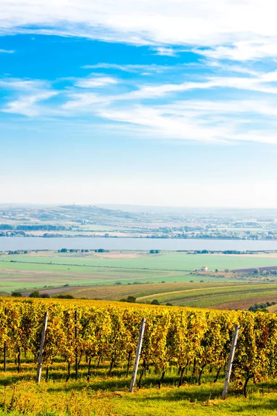 俯瞰捷克共和国帕拉瓦附近的秋季葡萄园 — 图库照片