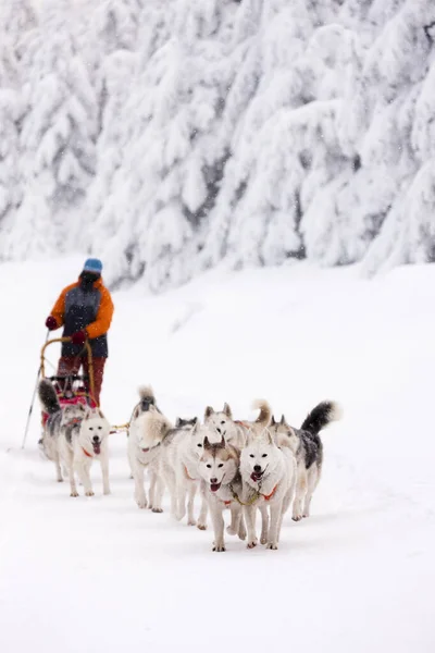 Sledge Dogging Sedivacek Long Czech Republic — Stock Photo, Image