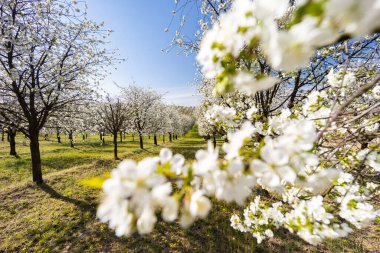 Cejkovice, Güney Moravya, Çek Cumhuriyeti yakınlarında çiçek açan kiraz bahçesi