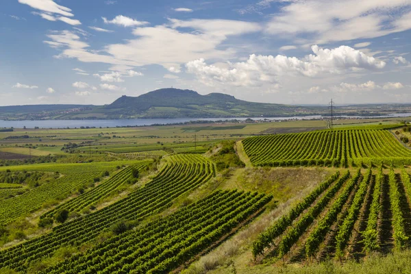 Vinhedos Perto Reservatório Nove Mlyny Com Palava Sul Morávia República — Fotografia de Stock