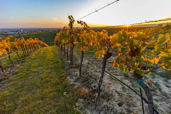 Vineyard Unterretzbach Weinviertel Region Lower Austria Austria — Stock Photo, Image