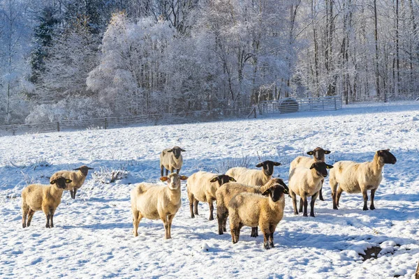 Owce Orlicke Hory Czechy Wschodnie Czechy — Zdjęcie stockowe