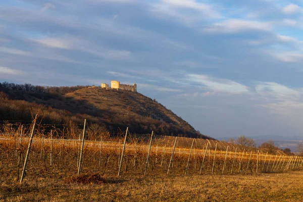 Ruínas Castelo Devicky Com Vinhas República Checa — Fotografia de Stock