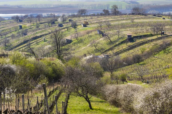 Mutenice Yakınlarındaki Bahar Üzüm Bağı Güney Moravya — Stok fotoğraf