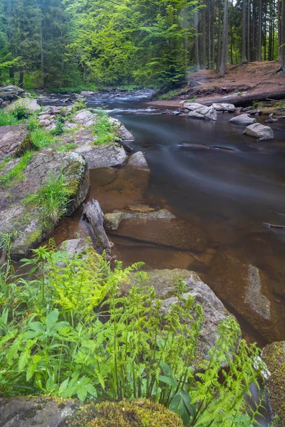 Divoka Orlice River Zemska Brana Nature Reserve Ορλίκε Βουνά Ανατολική — Φωτογραφία Αρχείου