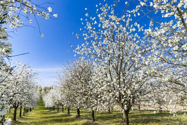 Bloeiende Kersenboomgaard Bij Cejkovice Zuid Moravië Tsjechië — Stockfoto