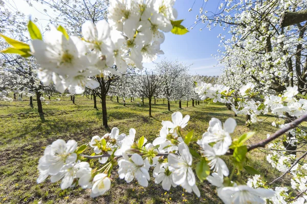 Blommande Körsbärsträdgård Nära Cejkovice Södra Mähren Tjeckien — Stockfoto