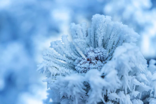 Зимова Деталь Замороженої Гірської Сосни — стокове фото