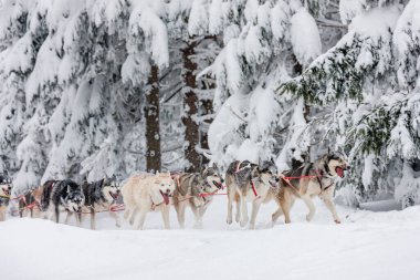 Sedivacek 'in uzun, Çek Cumhuriyeti kızak yarışı
