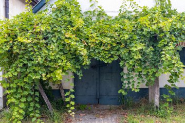 Hajos, Kalocsa County, Güney Büyük Ovası, Macaristan 'daki mahzen yolu.