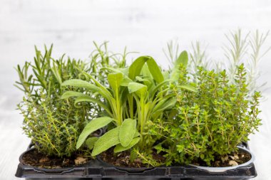 Biberiye, kekik, adaçayı, İtalyan gülü ve marjoram.