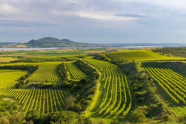 Vineyards near Nove Mlyny reservoir with Palava, Southern Moravia, Czech Republic clipart
