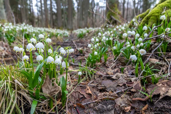 チェコ共和国ヴィソチナの春の雪が降る早春の森 — ストック写真